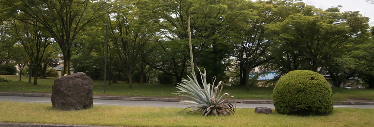 奇跡の花 リュウゼツラン