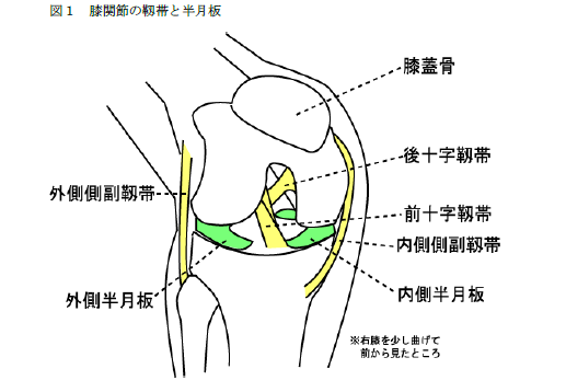 膝関節の靭帯と半月板